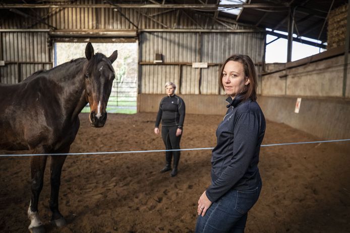 Van pennymeisje tot paardencoach, Linda weet uit eigen ervaring wat de taal van het paard waard is
